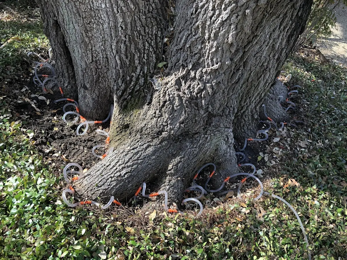 Detailed Tree Cabling and Bracing job site in Penn